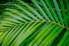 palm frond Art Print